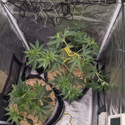Hammond growlog timeline photo