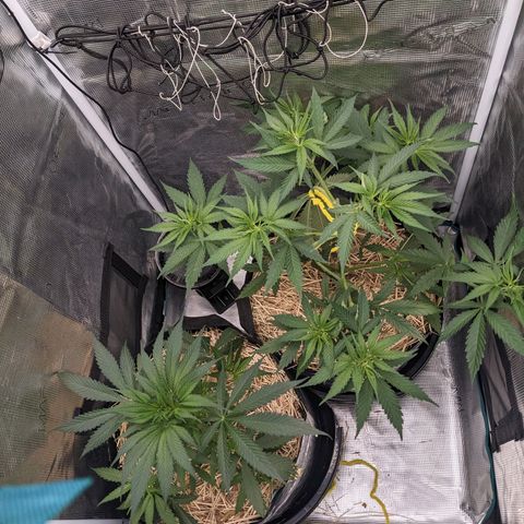 Hammond growlog timeline photo