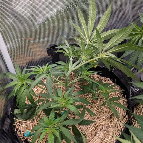Hammond growlog timeline photo