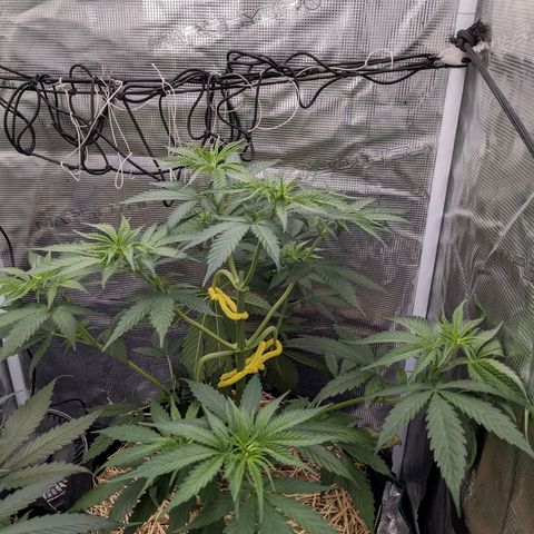 Hammond growlog timeline photo
