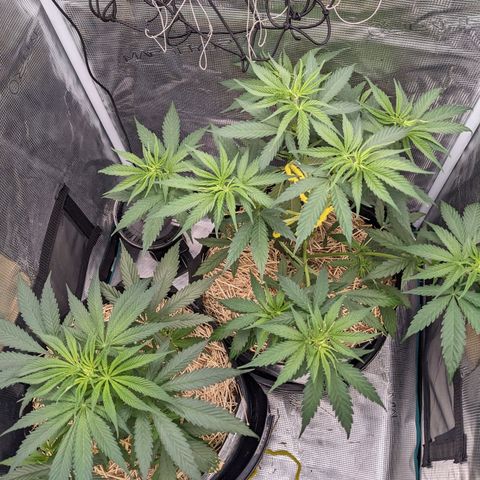 Hammond growlog timeline photo