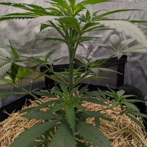 Hammond growlog timeline photo