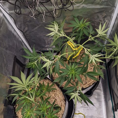 Hammond growlog timeline photo