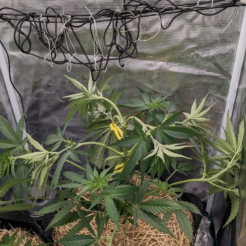 Hammond growlog timeline photo