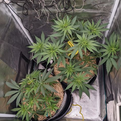Hammond growlog timeline photo