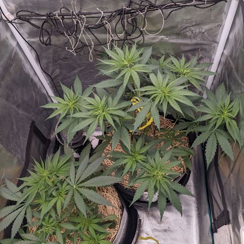 Hammond growlog timeline photo
