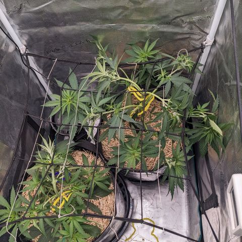 Hammond growlog timeline photo