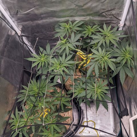 Hammond growlog timeline photo