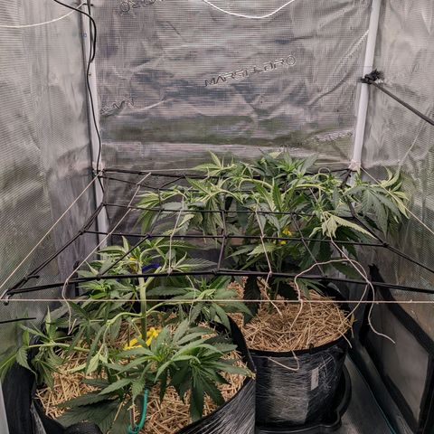 Hammond growlog timeline photo