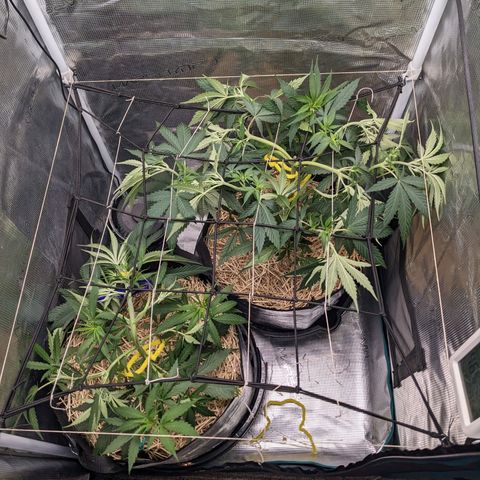Hammond growlog timeline photo