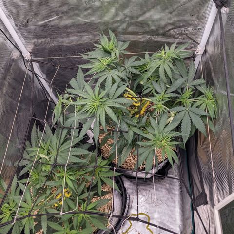 Hammond growlog timeline photo