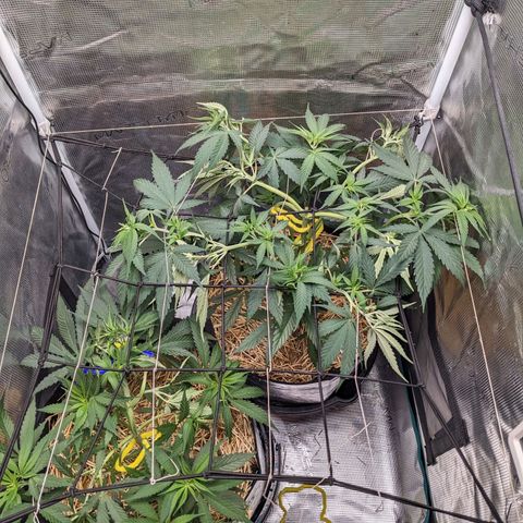 Hammond growlog timeline photo