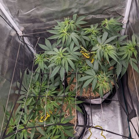 Hammond growlog timeline photo