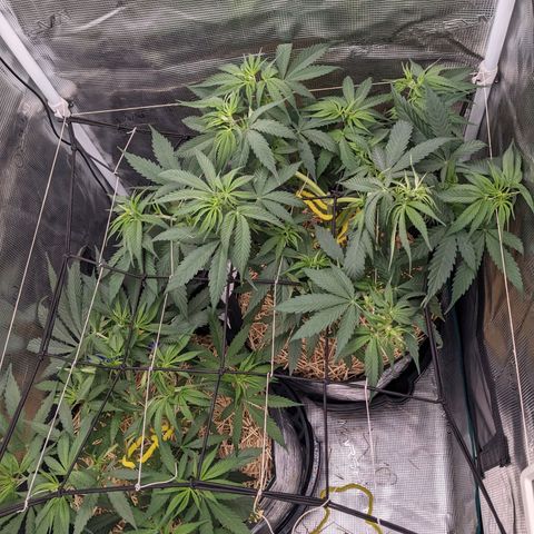 Hammond growlog timeline photo