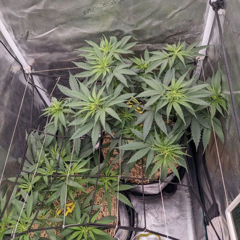 Hammond growlog timeline photo