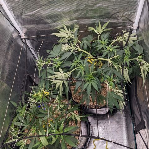 Hammond growlog timeline photo