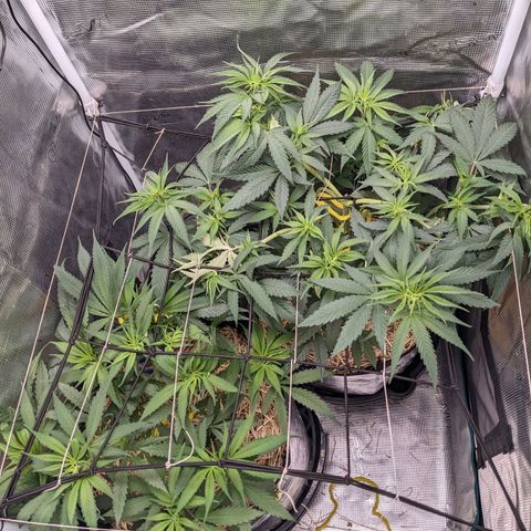 Hammond growlog timeline photo