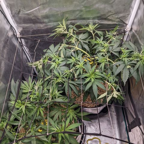 Hammond growlog timeline photo