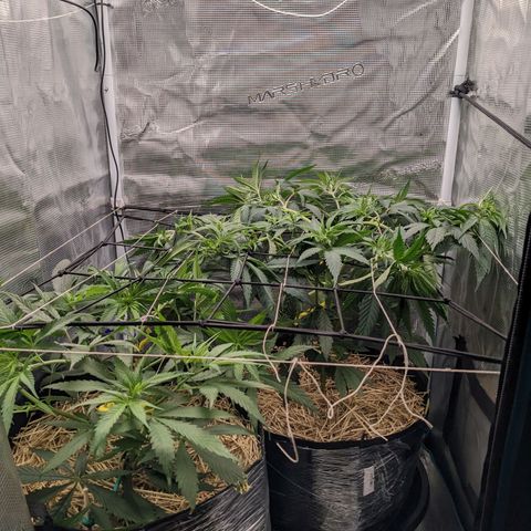 Hammond growlog timeline photo