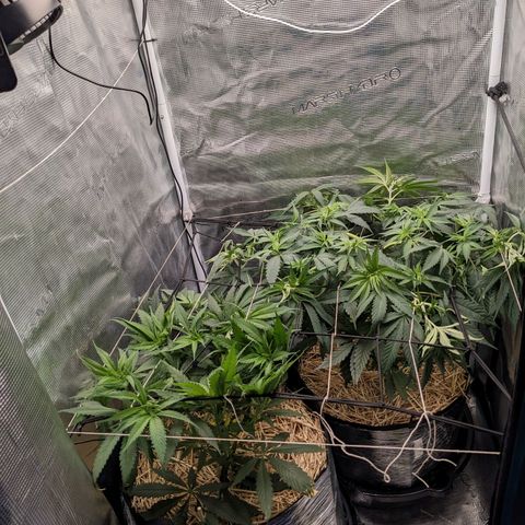 Hammond growlog timeline photo