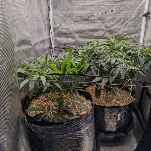 Hammond growlog timeline photo