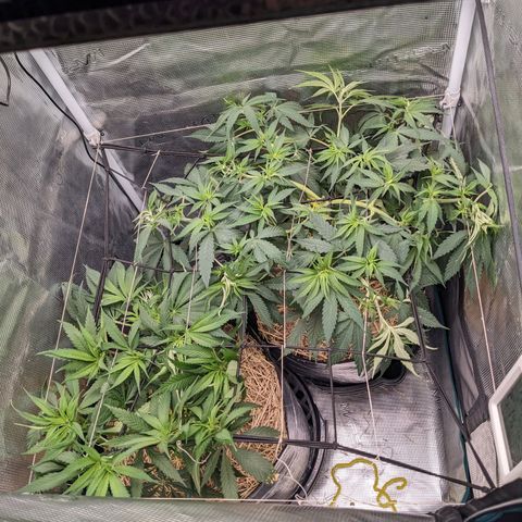 Hammond growlog timeline photo