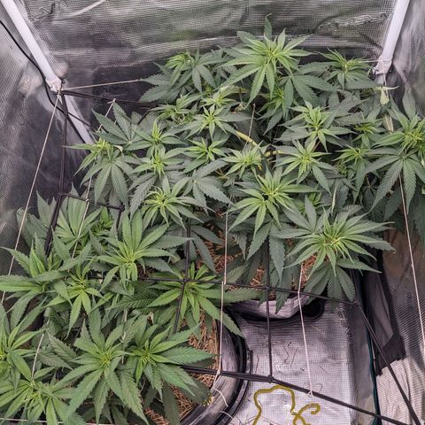Hammond growlog timeline photo