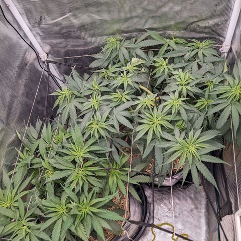 Hammond growlog timeline photo