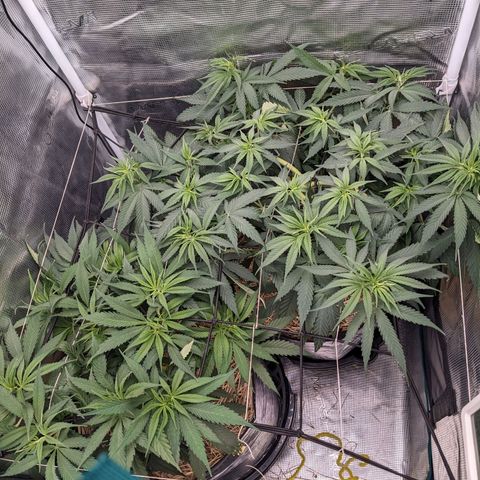 Hammond growlog timeline photo