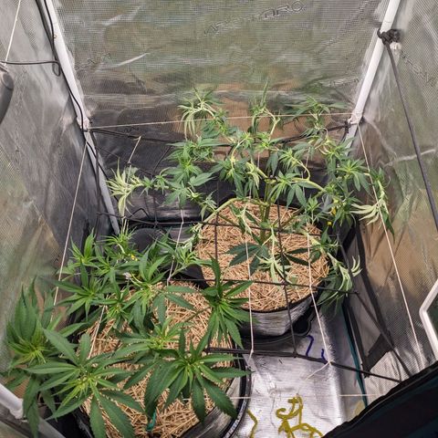 Hammond growlog timeline photo
