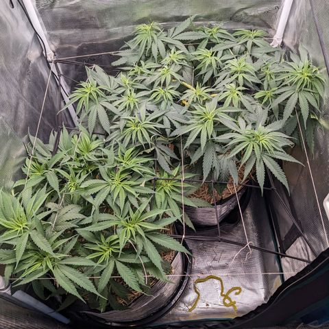 Hammond growlog timeline photo
