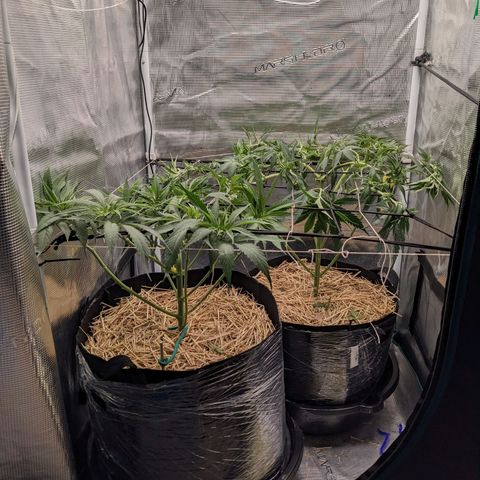 Hammond growlog timeline photo