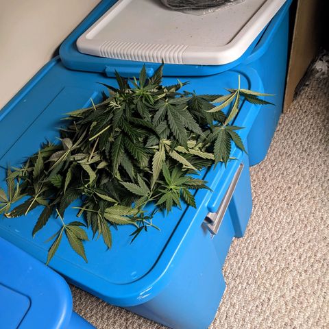 Hammond growlog timeline photo