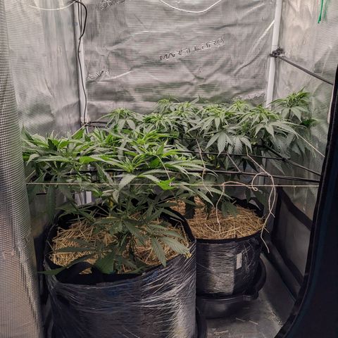 Hammond growlog timeline photo