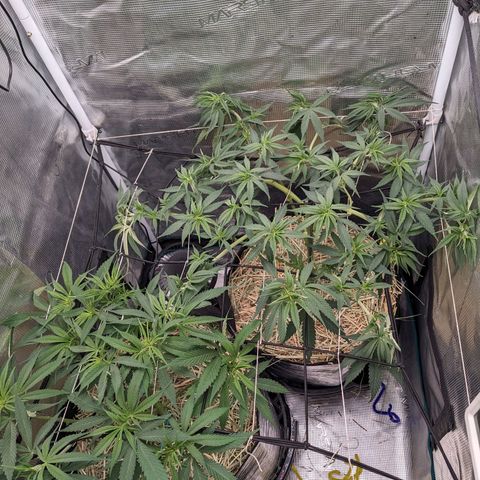 Hammond growlog timeline photo