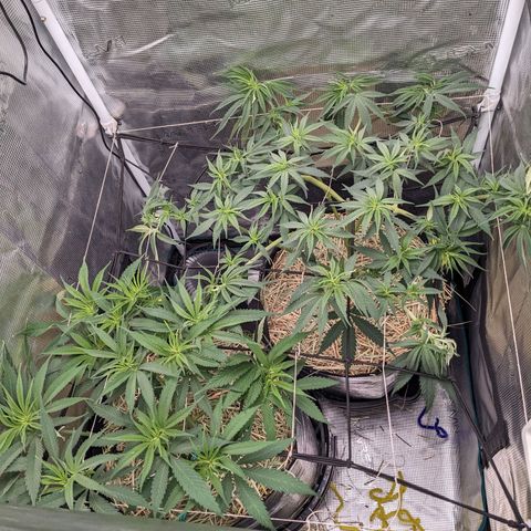 Hammond growlog timeline photo
