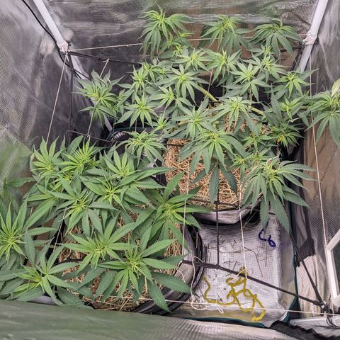 Hammond growlog timeline photo