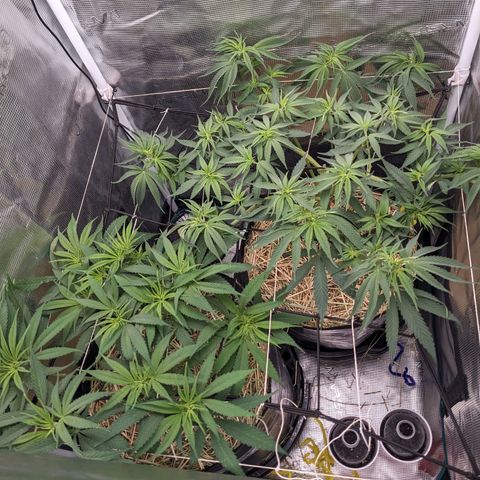 Hammond growlog timeline photo