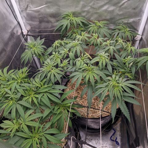 Hammond growlog timeline photo
