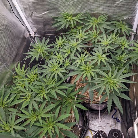 Hammond growlog timeline photo