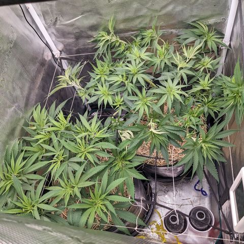 Hammond growlog timeline photo