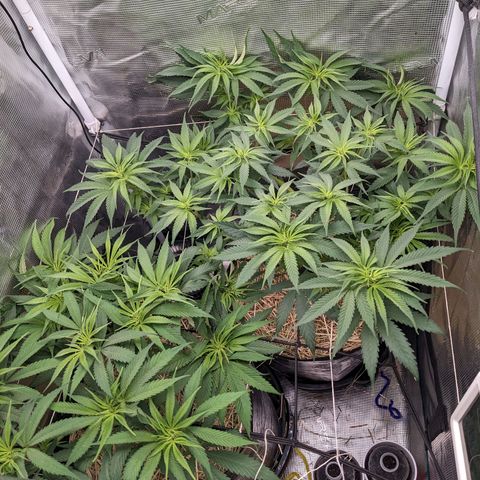 Hammond growlog timeline photo