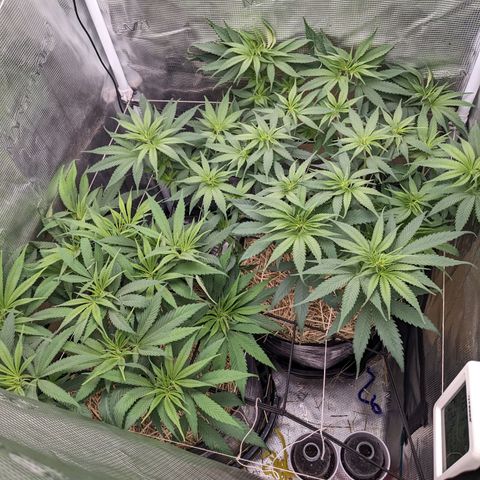 Hammond growlog timeline photo