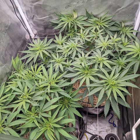 Hammond growlog timeline photo