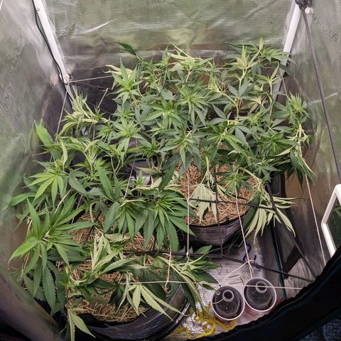 Hammond growlog timeline photo
