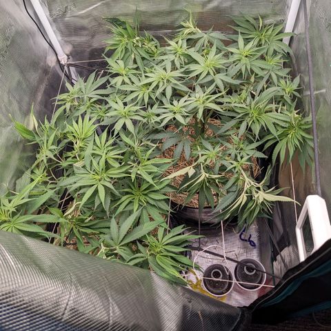 Hammond growlog timeline photo