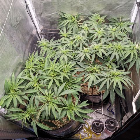 Hammond growlog timeline photo