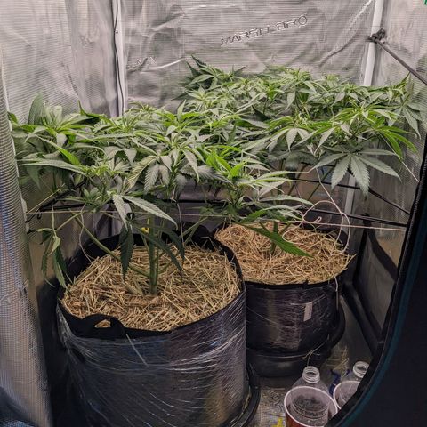 Hammond growlog timeline photo