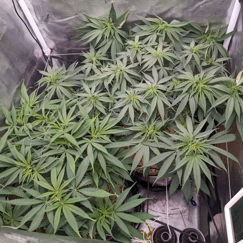 Hammond growlog timeline photo