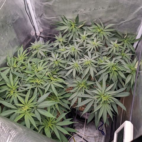 Hammond growlog timeline photo